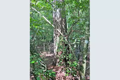 10.59 Ac, T S Jarrard Road, Dahlonega, GA 30533 - Photo 7