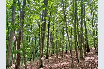 40.7Ac Falling Pines Road, Dahlonega, GA 30533 - Photo 7