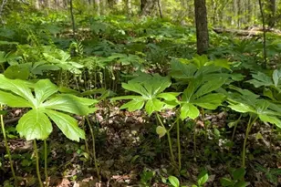 857 Talking Rock Fls NE, Jasper, GA 30143 - Photo 27
