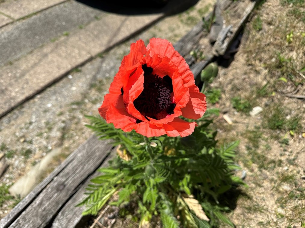 3011 Jenny Lind St, Mckeesport PA  15132-5142 exterior