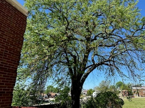 3011 Jenny Lind St, Mckeesport PA  15132-5142 exterior