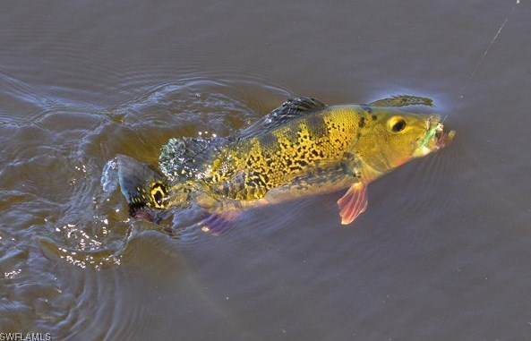 504 San Luiz Ave, Clewiston FL  33440-0257 exterior