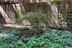 130 Hicks St, New York City, NY 11201 - Photo 11