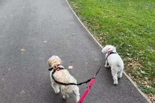 382 Central Prk W, New York City, NY 10025 - Photo 23