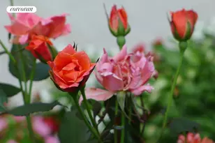 400 Central Prk W, New York City, NY 10025 - Photo 13