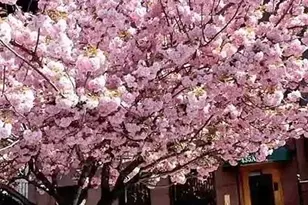 435A 9th St, Brooklyn, NY 11215 - Photo 11