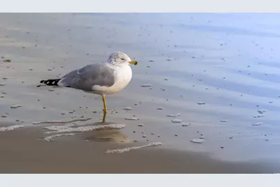 1058 Sea Mountain Hwy. #4-203, North Myrtle Beach, SC 29582 - Photo 27