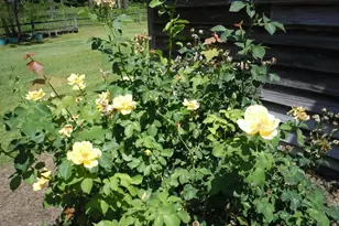 8202 Joe Brown Hwy S, Clarendon, NC 28432 - Photo 37