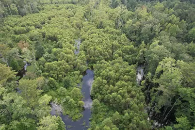97.83 Acres-Tbd Sugar Hill Fox Rd., Pamplico, SC 29583 - Photo 5