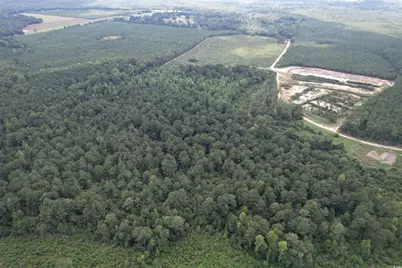 97.83 Acres-Tbd Sugar Hill Fox Rd., Pamplico, SC 29583 - Photo 11