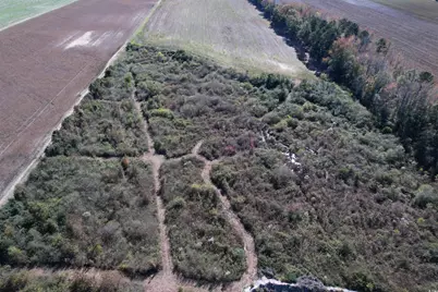 52 Acres-Tbd Vox Hwy., Lake City, SC 29560 - Photo 9