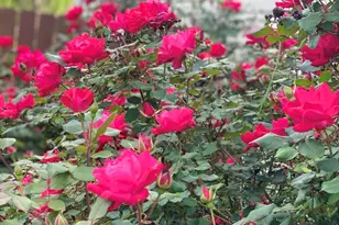 2459 Hunters Trail, Myrtle Beach, SC 29588 - Photo 33