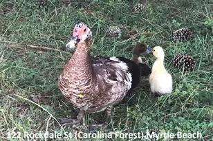 122 Rockdale St, Myrtle Beach, SC 29579 - Photo 7