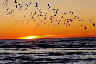 220 Lumbee Cir, Pawleys Island, SC 29585 - Photo 33