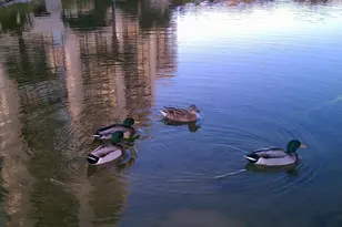 100 Ocean Creek Dr, Myrtle Beach, SC 29572 - Photo 31