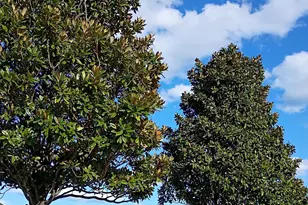 4234 Pinehurst Cir, Little River, SC 29566 - Photo 5