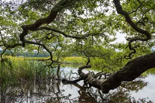 652 Grateful Dr, Little River, SC 29566 - Photo 35