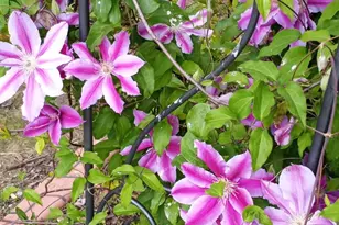 1709 Maplecress Wy, Myrtle Beach, SC 29577 - Photo 39