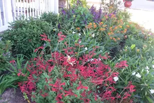 1709 Maplecress Wy, Myrtle Beach, SC 29577 - Photo 37