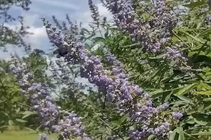 1875 French Santee Rd, Jamestown, SC 29453 - Photo 15