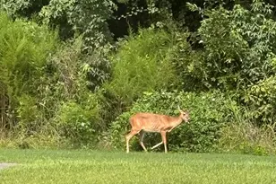 2475 Copper Creek Loop, Longs, SC 29568 - Photo 39