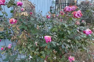 1009 Seaside Dr, North Myrtle Beach, SC 29582 - Photo 31