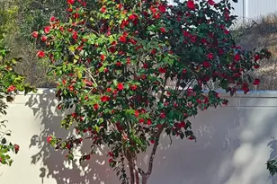 941 Skimmer Bay Bend, Myrtle Beach, SC 29572 - Photo 37