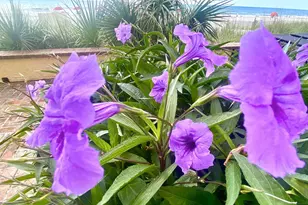 1207 S Ocean Blvd, Myrtle Beach, SC 29577 - Photo 19