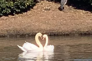 1479 Coventry Rd, Surfside Beach, SC 29575 - Photo 39