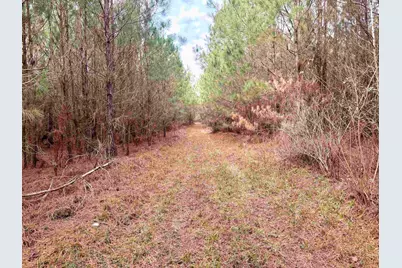 106.6 Acres-Tbd Highway 52, Salters, SC 29590 - Photo 3