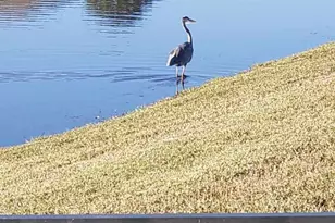 147 Cassina Dr, Longs, SC 29568 - Photo 47