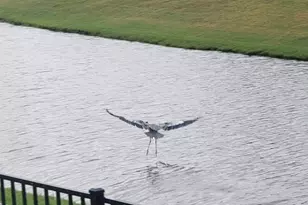 147 Cassina Dr, Longs, SC 29568 - Photo 7