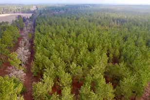 25 93Acres-4567 Dunham Rd, Bethune, SC 29009 - Photo 9