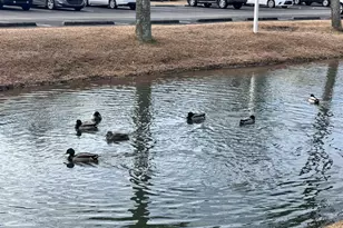 1294 River Oaks Dr, Myrtle Beach, SC 29579 - Photo 27