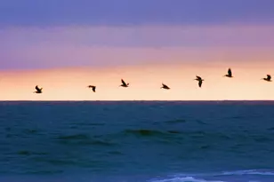 314 Tall Pines Way, Pawleys Island, SC 29585 - Photo 63