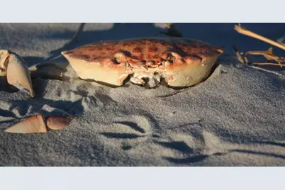 566 Yucca Ave., Garden City Beach, SC 29576 - Photo 43