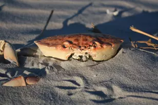 566 Yucca Ave, Garden City Beach, SC 29576 - Photo 43