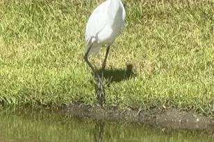 118 Rnch Hvn Dr, Murrells Inlet, SC 29576 - Photo 61