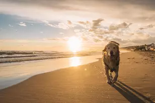 1328 Beach Way Ln, North Myrtle Beach, SC 29582 - Photo 15