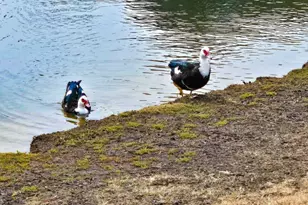 5181 Casentino Ct, Myrtle Beach, SC 29579 - Photo 41