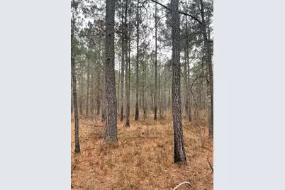 Tbd Rocky Ford Rd., Salters, SC 29590 - Photo 7