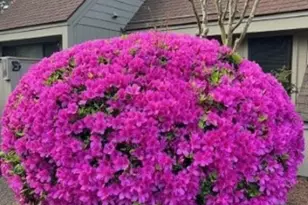 177 Club Cir, Pawleys Island, SC 29585 - Photo 25