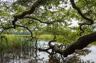 680 Grateful Dr, Little River, SC 29566 - Photo 29