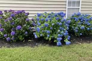 4337 Marshwood Dr, Myrtle Beach, SC 29579 - Photo 5