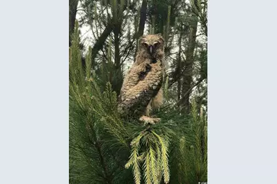 2104 Wood Stork Dr., Conway, SC 29526 - Photo 63