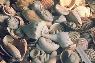 14290 Ocean Hwy, Pawleys Island, SC 29585 - Photo 49