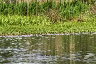 172 Half Moon Trail, Pawleys Island, SC 29585 - Photo 77