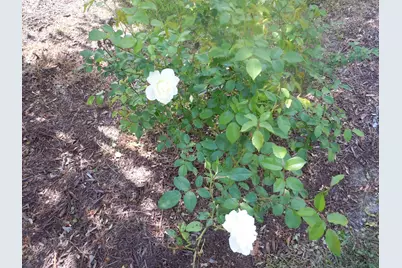 78 A J Lane, Tabor City, NC 28463 - Photo 67