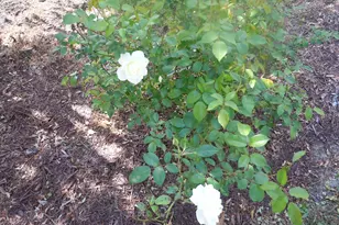 78 Aj Ln, Tabor City, NC 28463 - Photo 67