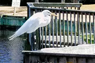 601 Retreat Beach Cir, Pawleys Island, SC 29585 - Photo 39